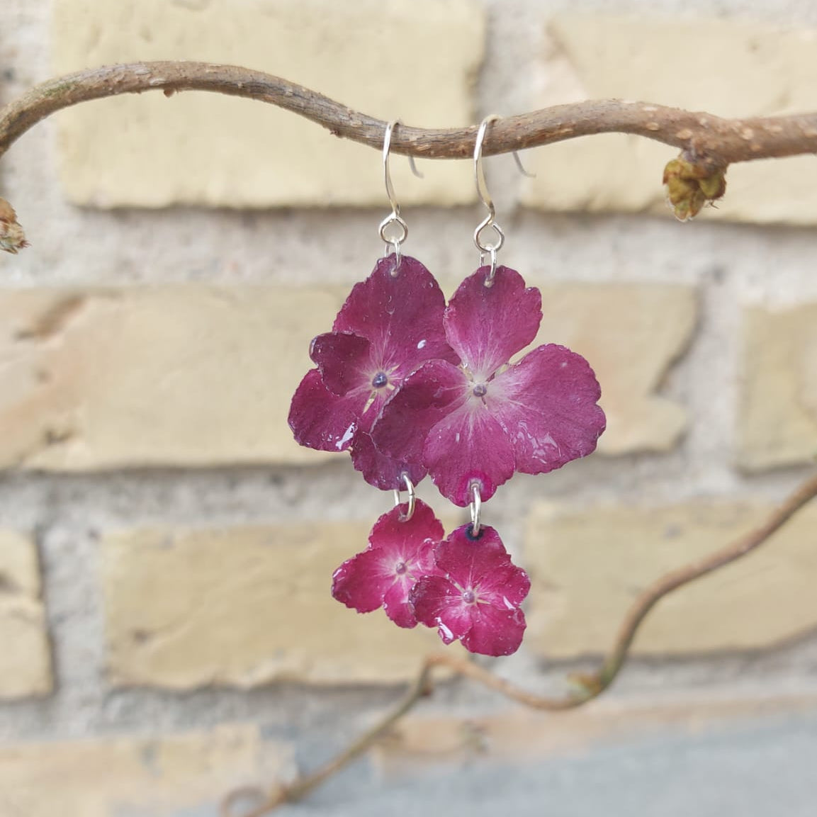 Hortensia | Bordeaux | Krog