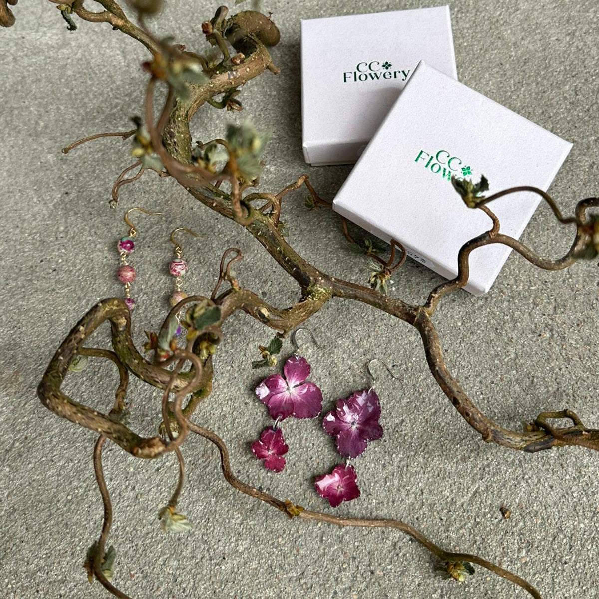 Hortensia | Bordeaux | Krog